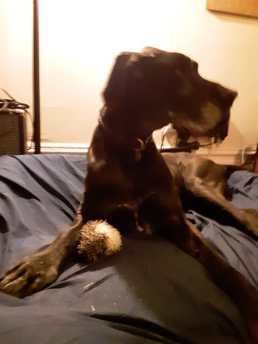 Had to say goodbye to my buddy Hedgie this week, he helped me so much after Ella passed and I'm heartbroken<a href="/tag/motleycrue"class="tags"><span>#motleycrue</span></a><a href="/tag/drfeelgood"class="tags"><span>#drfeelgood</span></a>