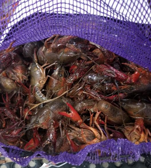 Earp's Seafood Market tweet media