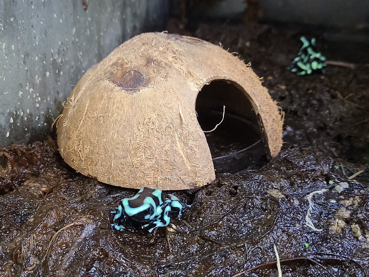 Adam Gebhardt (@adamgebhardt) on Twitter photo The @JHIS_wjhsd poison dart frogs habitats now have coconut breeding huts! Hoping for tadpoles! <a href="/wjhsd/">West Jefferson Hills SD</a> The @JHIS_wjhsd poison dart frogs habitats now have coconut breeding huts! Hoping for tadpoles! <a href="/wjhsd/">West Jefferson Hills SD</a>