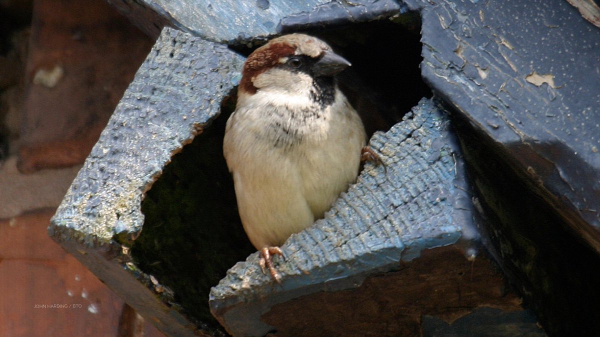 BTO (@_bto) on Twitter photo You can help House Sparrows by improving their access to nest sites. One way to do this is by putting up a nest box with a 32mm hole. Unlike most birds, House Sparrows aren’t territorial, meaning you can put up several boxes on a single wall. #Winterwatch <a href="/BBCSpringwatch/">BBC Springwatch</a> You can help House Sparrows by improving their access to nest sites. One way to do this is by putting up a nest box with a 32mm hole. Unlike most birds, House Sparrows aren’t territorial, meaning you can put up several boxes on a single wall. #Winterwatch <a href="/BBCSpringwatch/">BBC Springwatch</a>