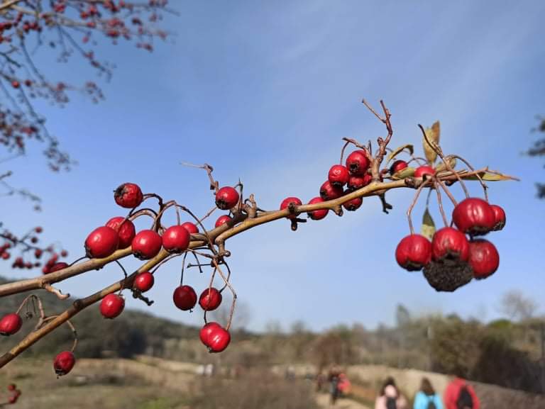 Un encanto de desastre natural.