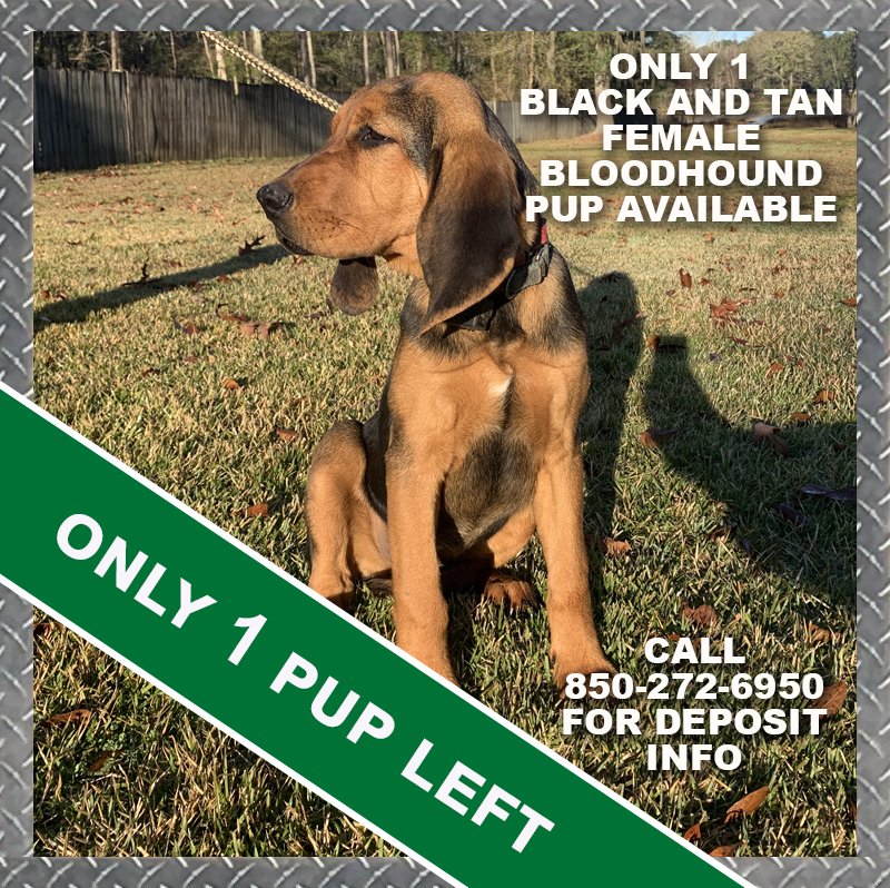 scentevidencek9's tweet photo. https://t.co/cEV74WBLSf
We have one black and tan female Bloodhound pup in training available. They go fast so call 850-272-6950 or contact info@scentevidencek9.com to reserve the next addition to your K9 Unit today. #bloodhound #TrainedK9 #ScentDiscriminateTrailing https://t.co/t24VnMrY1h