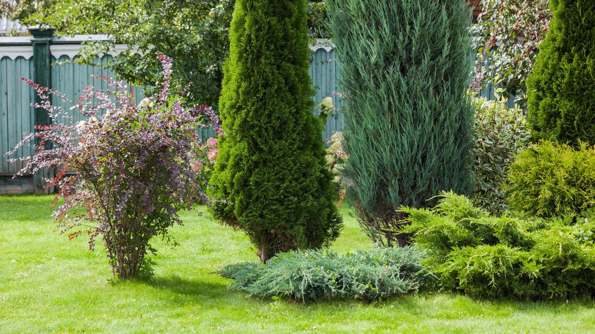 LWilliamsTeam's tweet photo. Your evergreen trees are there for you, so it’s time to be there for them (and by this we mean making sure they look good).

Larry Williams| Realtor 
Real Living Kee Realty 
https://t.co/bvKScRdef0
210 W University Rd. S... https://t.co/KJVg0uugbM https://t.co/tgbddrdiG3