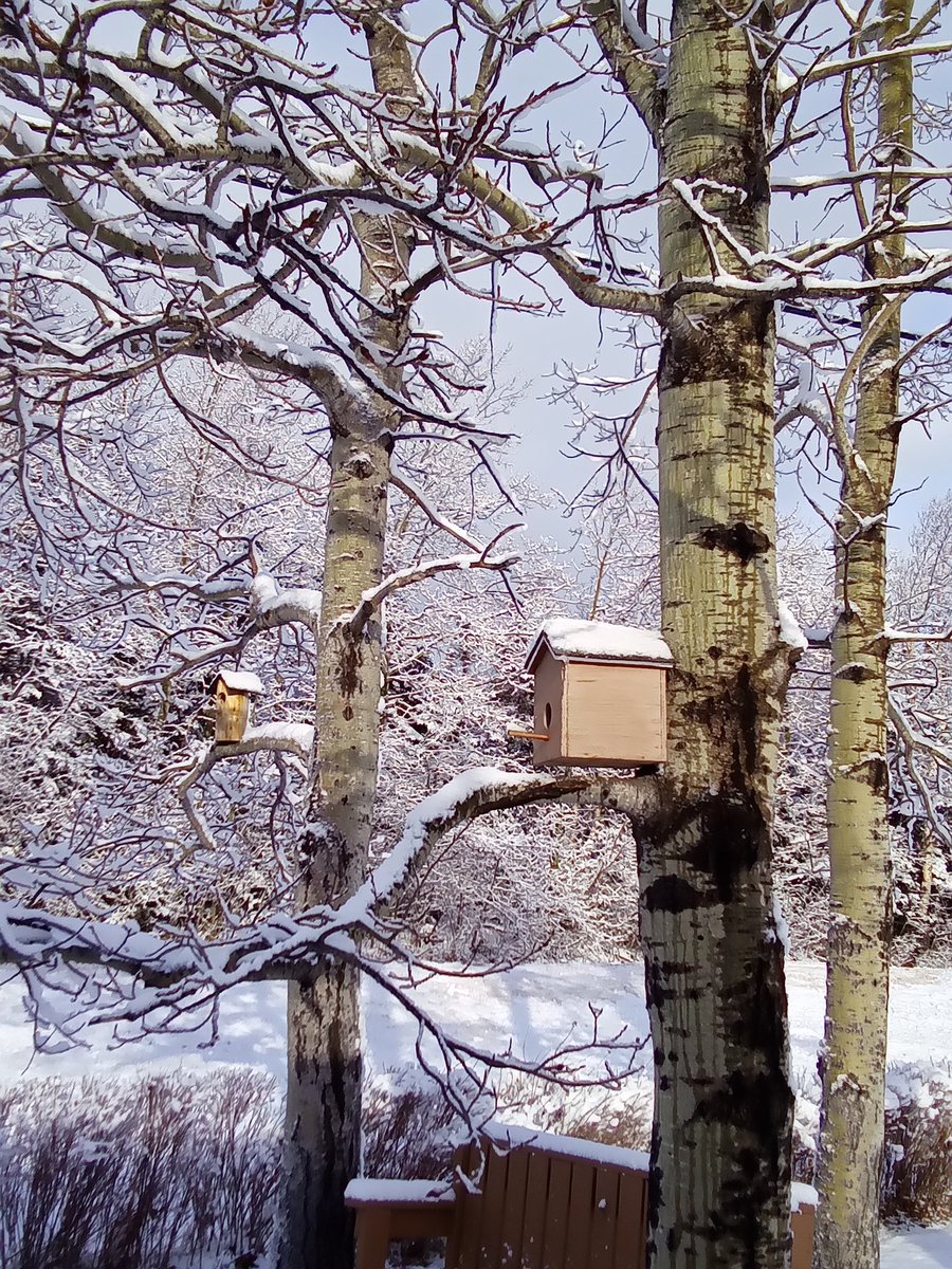 valboone67's tweet photo. Freshly fallen snow adds beauty to everything!#nlwx #Newfoundland #treesarebeautiful #birdhouses https://t.co/UKTZPAHmFq