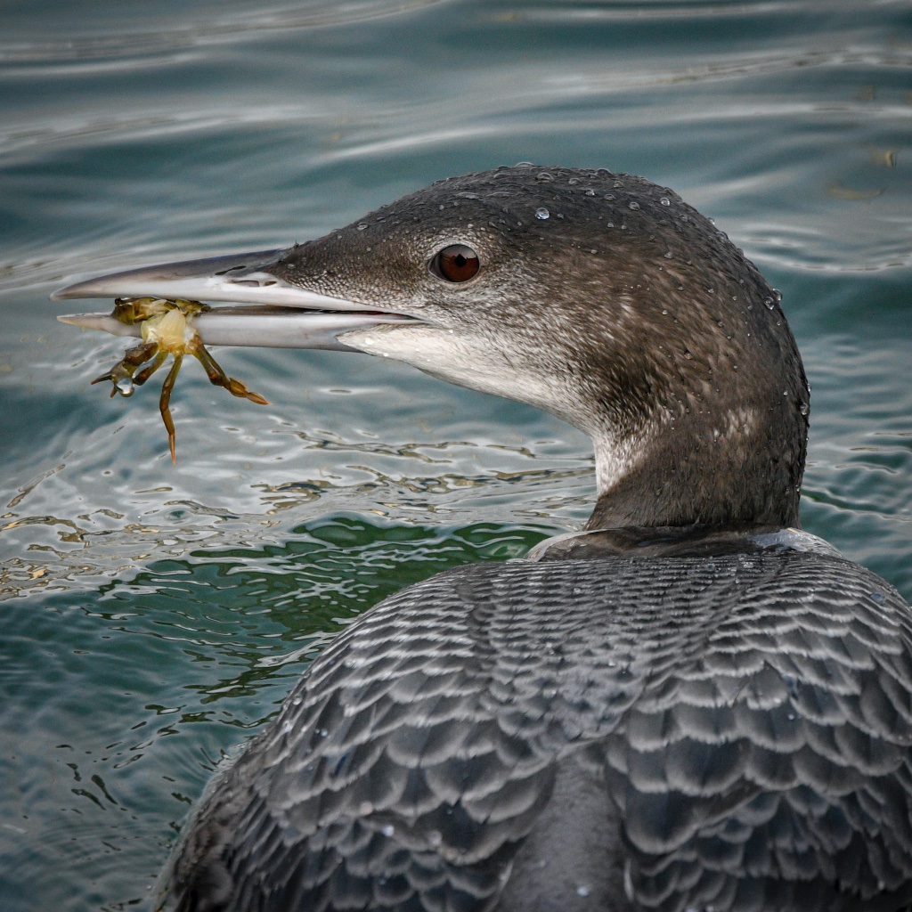 RSPB (@natures_voice) on Twitter photo Did you know that great northern divers can dive as deep as 60 metres per dive, remaining underwater for 3 minutes at a time! The red in their eyes helps them see underwater 🤯
#Winterwatch <a href="/BBCSpringwatch/">BBC Springwatch</a> Did you know that great northern divers can dive as deep as 60 metres per dive, remaining underwater for 3 minutes at a time! The red in their eyes helps them see underwater 🤯
#Winterwatch <a href="/BBCSpringwatch/">BBC Springwatch</a>