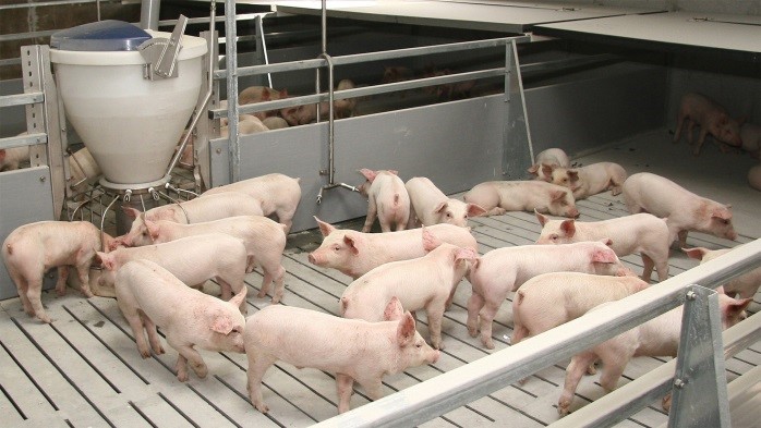 26 января 2022 года прошло совещание в режиме видеоконференцсвязи по вопросам предупреждения распространения африканской чумы свиней на территории Калужской области. 
          Подробнее>=ok.ru/komitetveterin…