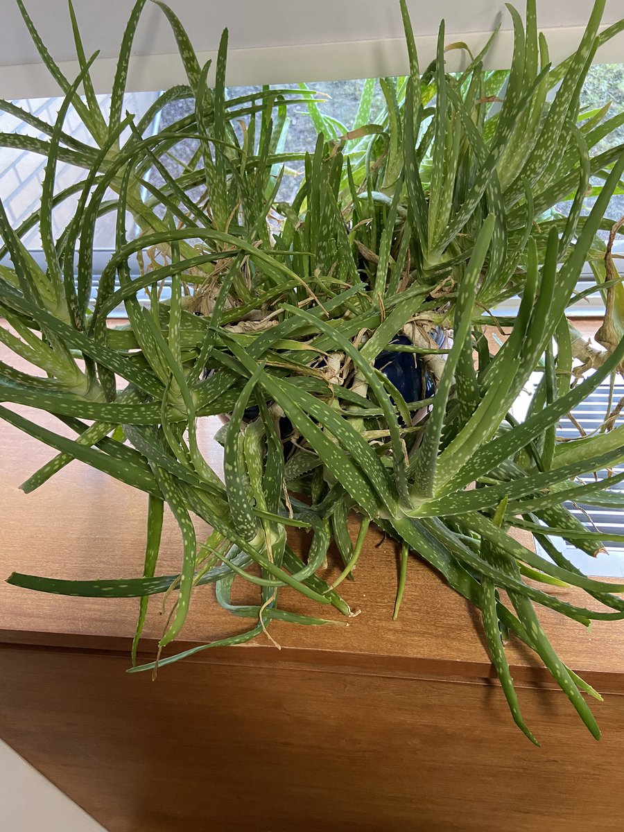 shianchaudhry's tweet photo. @LukeNewton_90 i’ve heard this is yours ?! mans needs to be replanted asap https://t.co/fArELpCaco