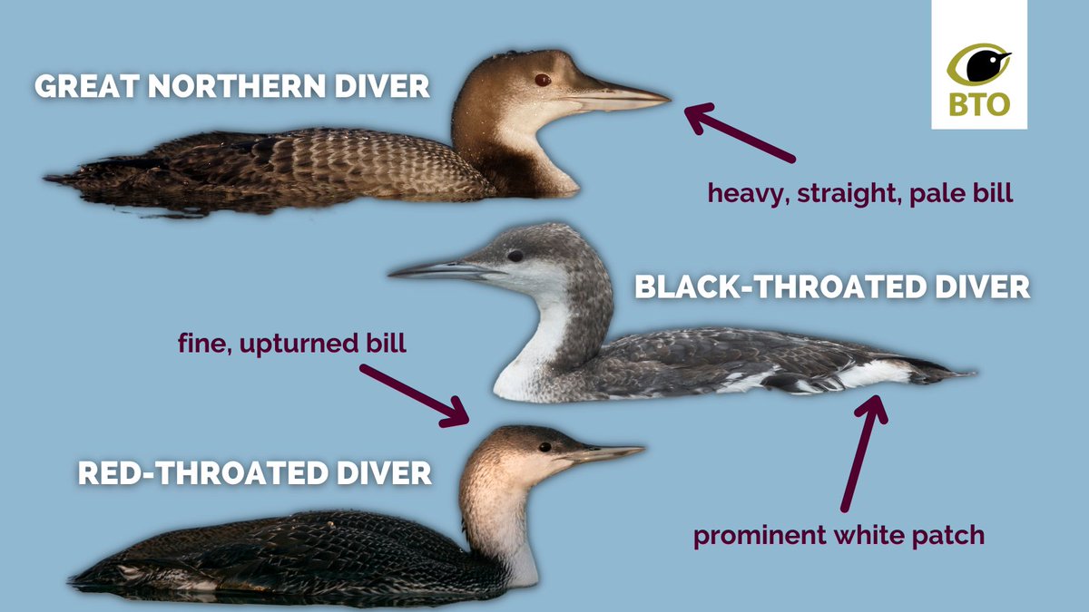 BTO (@_bto) on Twitter photo Small numbers of Red-throated & Black-throated Divers breed in northern Scotland but Great Northern Divers are present only in winter. All 3 winter in coastal waters around the UK and can look very similar, but there are a few features to look out for #Winterwatch <a href="/BBCSpringwatch/">BBC Springwatch</a> Small numbers of Red-throated & Black-throated Divers breed in northern Scotland but Great Northern Divers are present only in winter. All 3 winter in coastal waters around the UK and can look very similar, but there are a few features to look out for #Winterwatch <a href="/BBCSpringwatch/">BBC Springwatch</a>