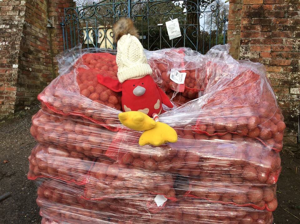 Potato Days at Pewsey on Saturday 29th And Castle Cary on 30th January, see pennardplants.com