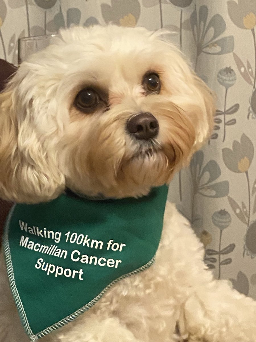 head2019's tweet photo. @CopperfieldR2 A big hello from Molly, our Racemeadow school dog. https://t.co/w9OKsULVSb