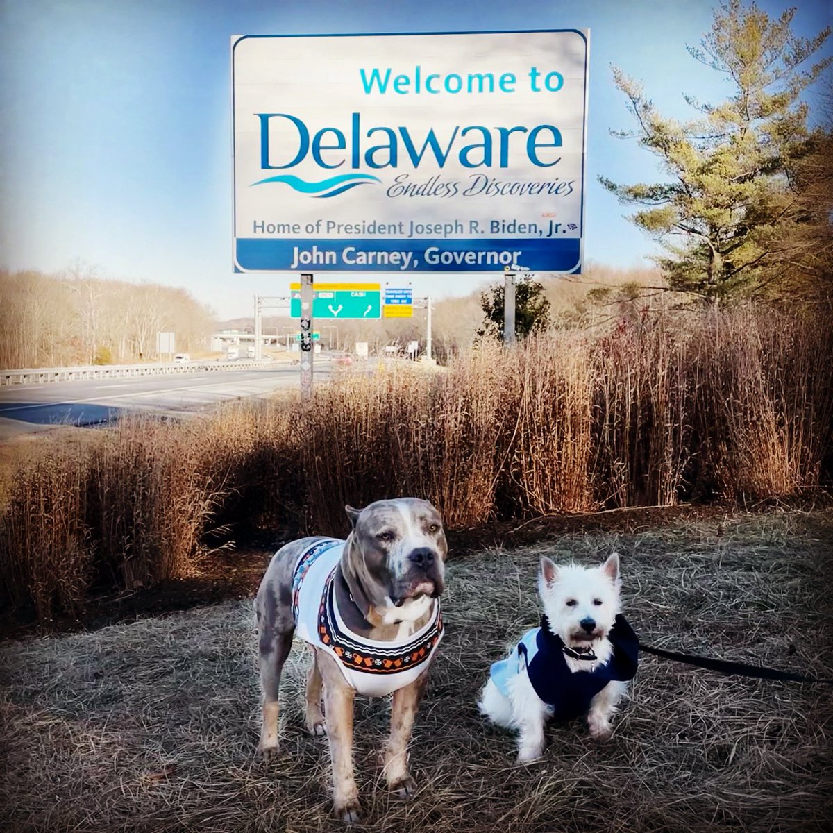 ShortyRossi's tweet photo. Hello 👋 Delaware!
#herculeslives #pitbull #pitboss #shortyrossi #shortysrescue #cigars #cigar #TitosHandmadeVodka #VodkaForDogPeople #lucypet #metropaws #goughnuts #RedRoof #RedRoofLuvsPets #PetFriendly #PetFriendlyHotel #handsongloves #bullterrier #dogoargentino https://t.co/mQwSZ7nXdR