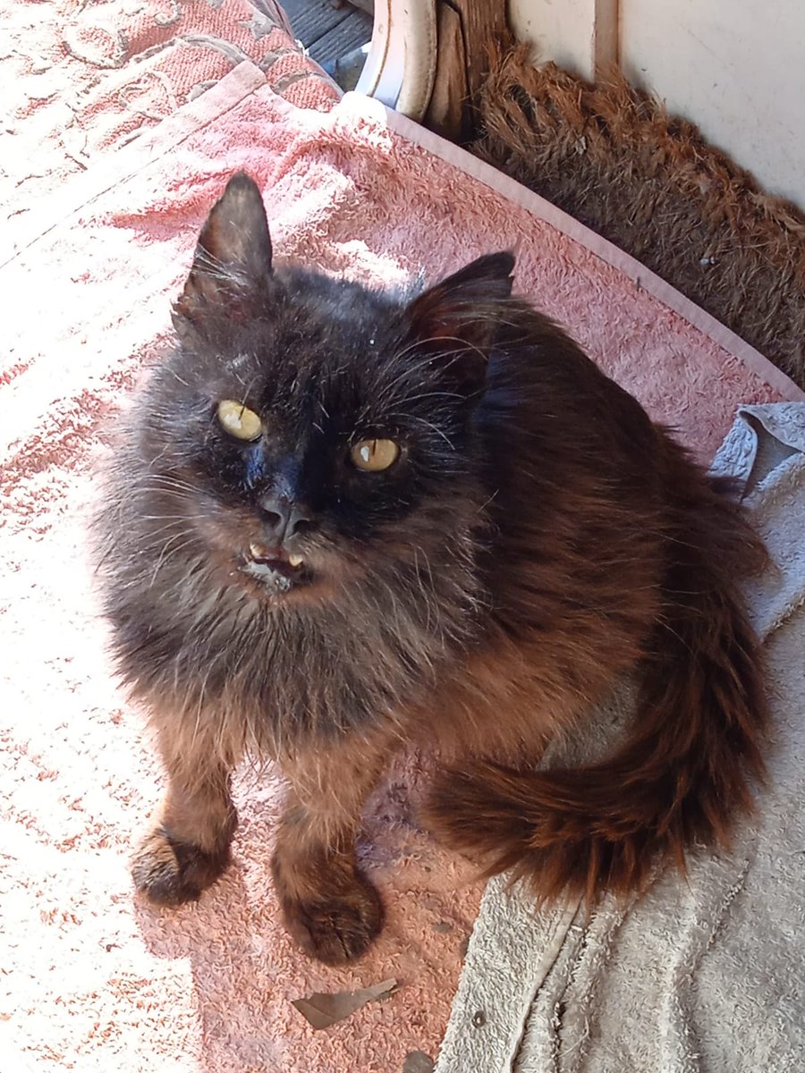 Ola que aze??😻
Aquí el súper Yayo (el terror de las nenas😹), recogido muy enfermito c 15 años, un superviviente! Llegó con un hilo de vida, semanas hospitalizado y sus ganas de vivir le hicieron vencer todos los males 💪
Me ayudas? Bizum 653243604
teaming.net/dogplanet