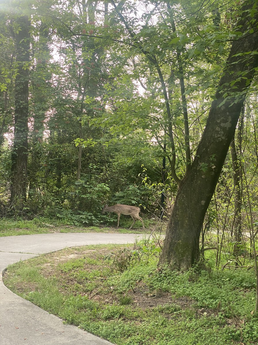 zachpippin's tweet photo. Can’t wait to be back on these trails for my daily commute! #MobileMidlands https://t.co/7cq43CdwX1