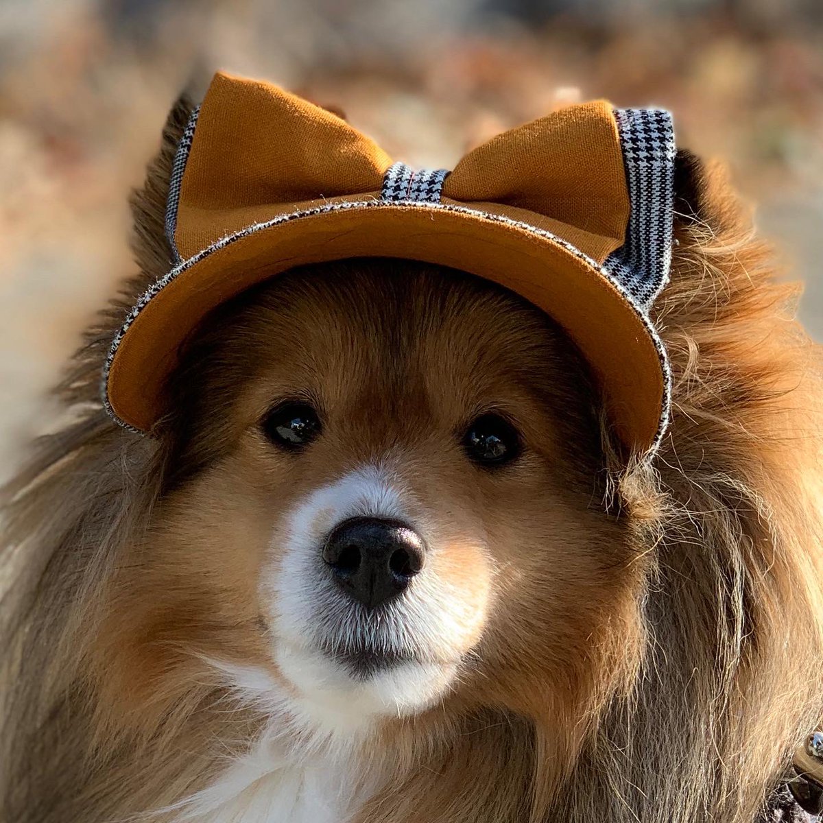 chabiru's tweet photo. Lovely my sweet baby 
I made dog visor  #sheltie  #shetlandsheepdog. #dogvisor  #visor https://t.co/DQvMhPY7wK