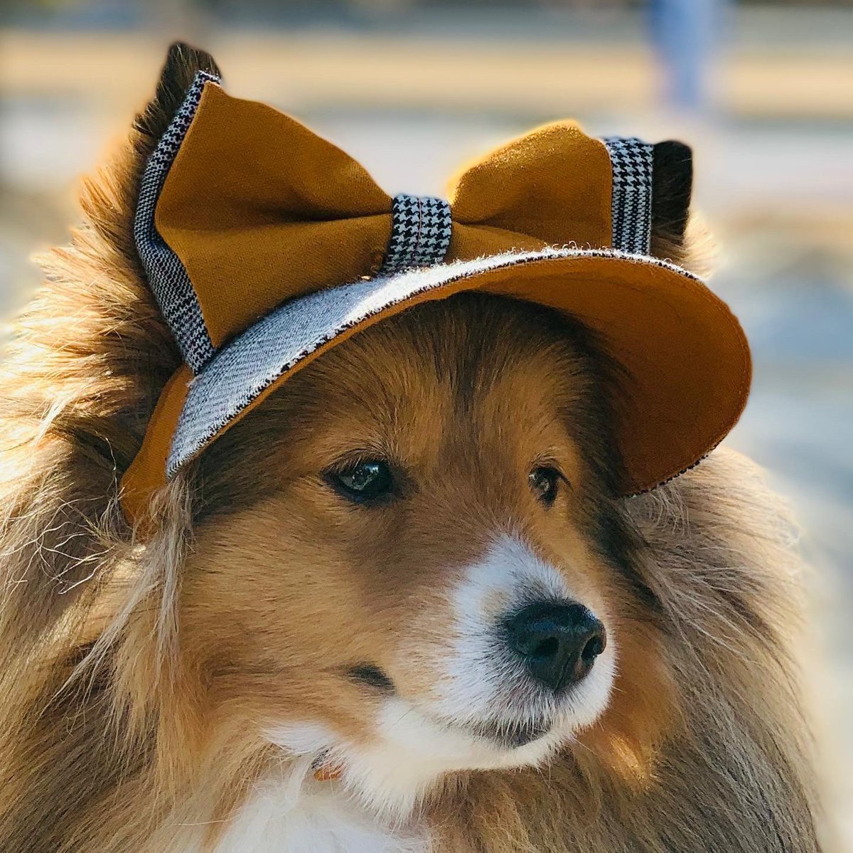 chabiru's tweet photo. Lovely my sweet baby 
I made dog visor  #sheltie  #shetlandsheepdog. #dogvisor  #visor https://t.co/DQvMhPY7wK
