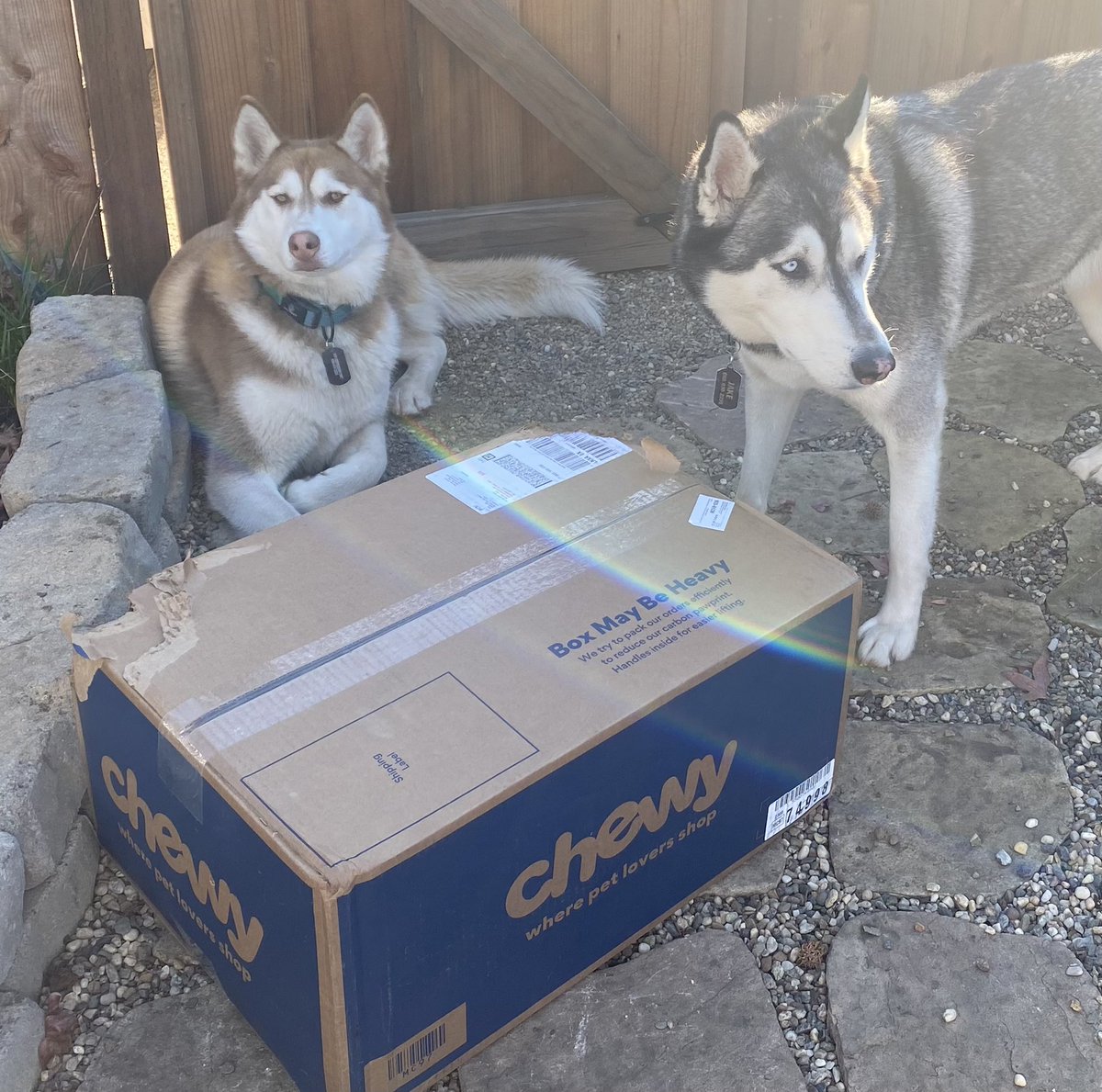 NativeSFgal's tweet photo. @Chewy https://t.co/M1povUogls