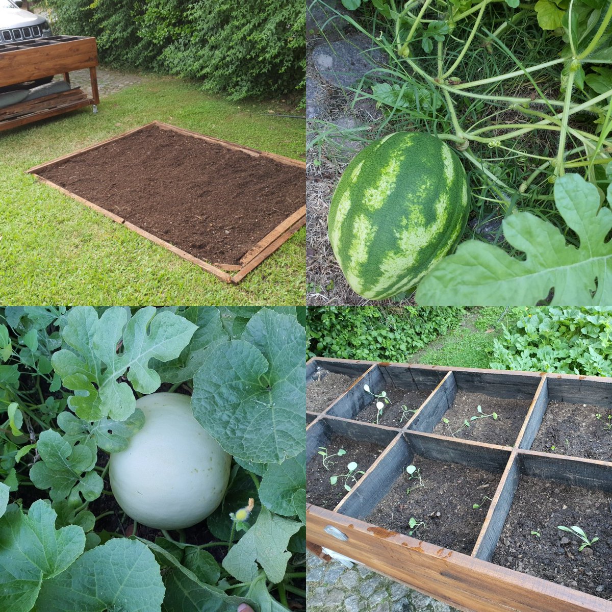 luis_silvaMON's tweet photo. Hace unos meses empecé mi propia huerta en casa con las semillas que me mandó #Seminis y los consejos de #Verde3 
Quiero experimentar lo que es cultivar alguno de los alimentos que consumimos en casa. Consejos 🤗 https://t.co/cXfrf1sEQP