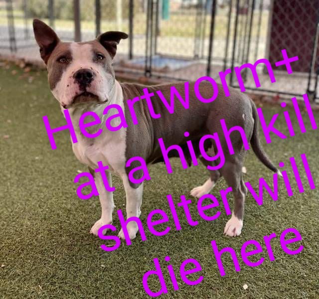 **LAST CHANCE DOG NEEDS IMMEDIATE PLACEMENT!!! THIS DOG IS AT HIGH RISK OF RELEASE IF SPACE IS NEEDED! If you can foster, adopt, rescue please email placement@sanantoniopetsalive.org **

627440 Gladys (also named Piglet with ACS) is a spayed female who is around 3 years old,