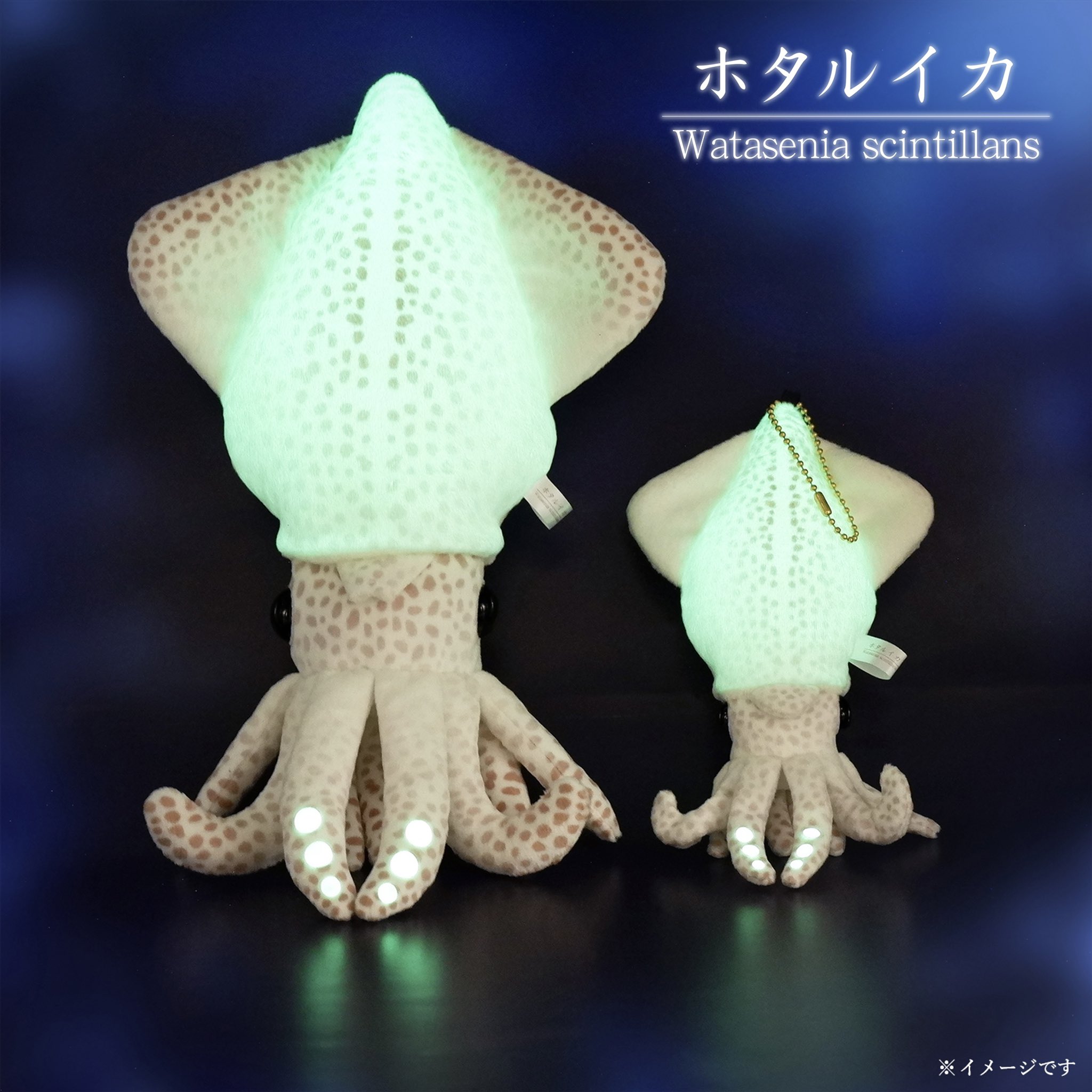ご当地キティ　富山限定　ホタルイカ　ぬいぐるみ　新品タグ付き ハローキティ 富山限定 ホタルイカ ぬいぐるみ - メルカリ