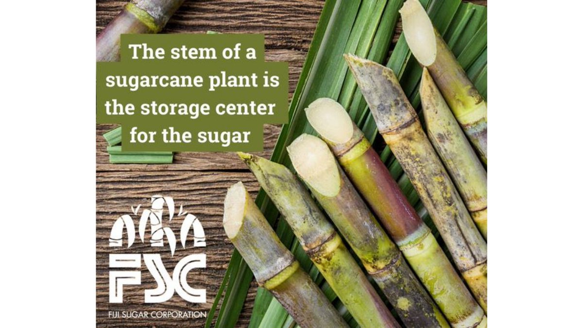 FijiSugar's tweet photo. The stem of a sugarcane plant is filled with vascular bundles and is the storage center for sucrose or sugar.

#FijiSugarCorporation #FSC #FijiSugar #TeamFiji #Fiji #FijiNews https://t.co/9Ve6W6oT0f