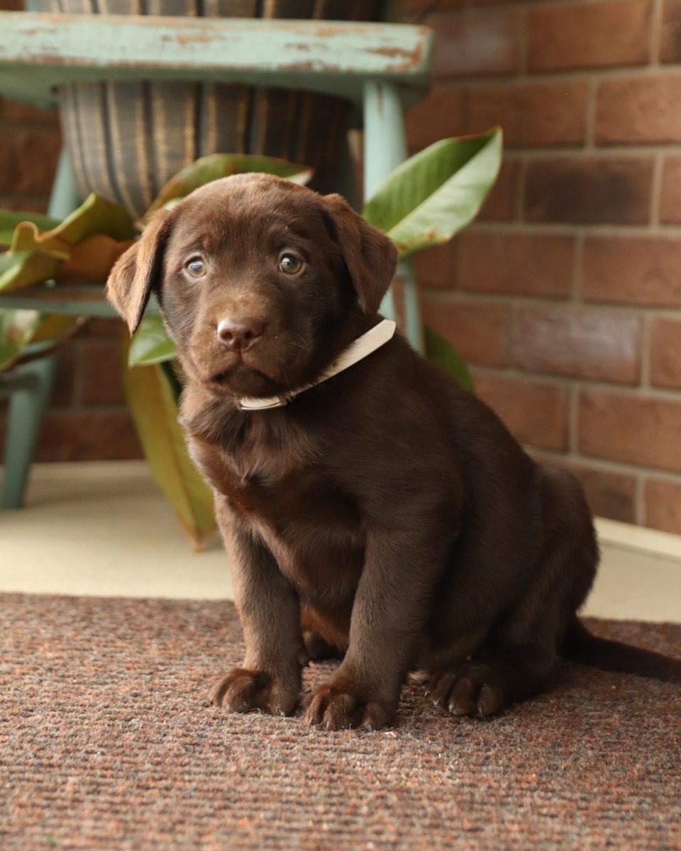 LancasterPuppie's tweet photo. Are you wanting to add some loyal companionship, and a bit of love to your life? Please meet the Labrador Retriever, Wade. This cutie has a beautiful heart and a playful spirit.
•
https://t.co/vrqcf7YvmW
•
#LabradorRetriever
#Thurseday
#LancasterPuppies
https://t.co/1eshrsstDu https://t.co/tzL4DHk6HS