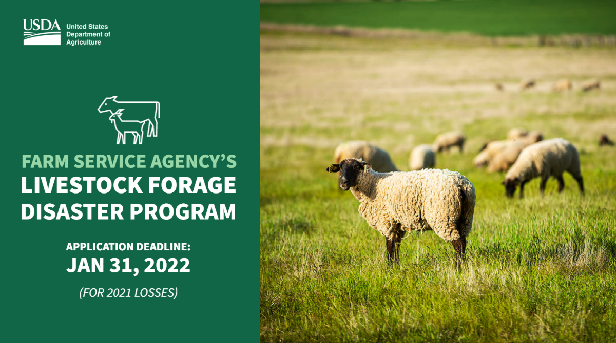 Producers who suffered 2021 grazing losses should file their LFP applications by 1/31/22. Timely filing is doubly important this year, as information gathered may be used to deliver upcoming <a href="/USDA/">Dept. of Agriculture</a> disaster assistance. bit.ly/3tZJV36