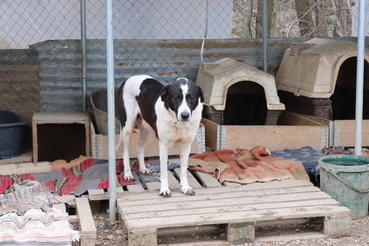 GrStrays's tweet photo. Fortunately we had no snow here yet! The dogs now have enough dog houses to keep the warm and dry. I want to thank a lot my friends for the help and for the blankets! <3 https://t.co/IK40sX2u7o