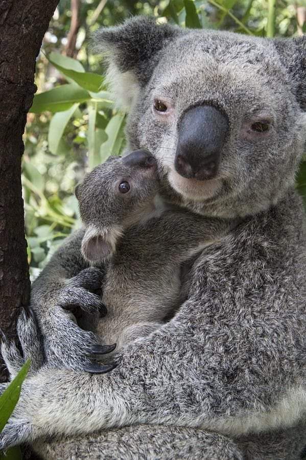 Krystyn31197823's tweet photo. Mother's love 💞 https://t.co/B5F0SujPpn