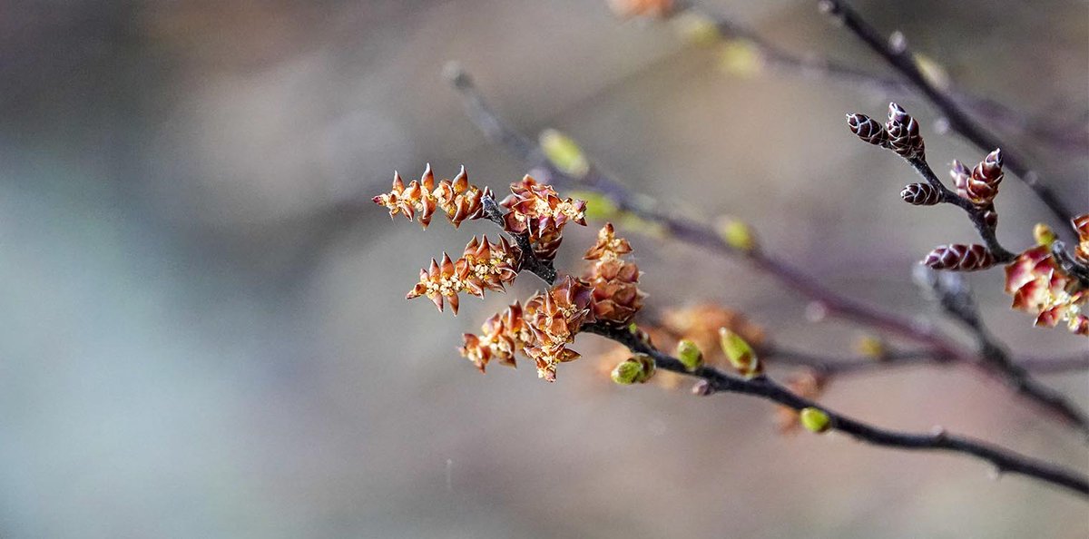 WildAdks's tweet photo. Adirondack Wetlands: Sweetgale or Bog Myrtle is a deciduous shrub that grows in wetlands. Bog Myrtle on the Heart Lake Trail, Essex County, NY (15 May 2021). https://t.co/nBHpnA1VL6 #Bogmyrtle #HeartLake #AdirondackWetlands #SpringWatchAdirondacks #SpringWatchADK https://t.co/HO9PjXgjSR