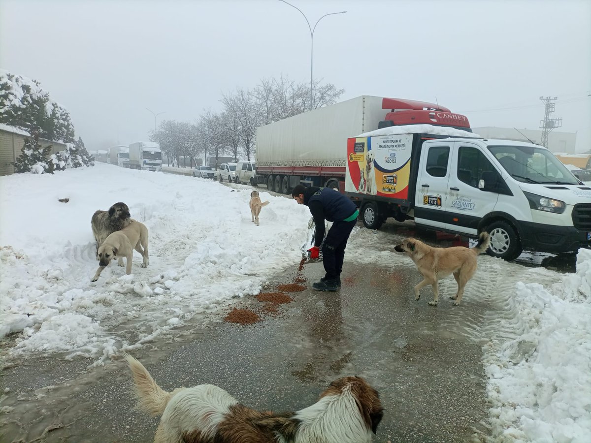 GAZİANTEP BÜYÜKSEHIR BELEDIYESI OLARAK SOKAKTAKİ CAN DOSTLARIMIZI HER GÜN OLDUĞU GİBİ BU GÜNDE BESLEDİK##ONLAR BİZE EMANET ##