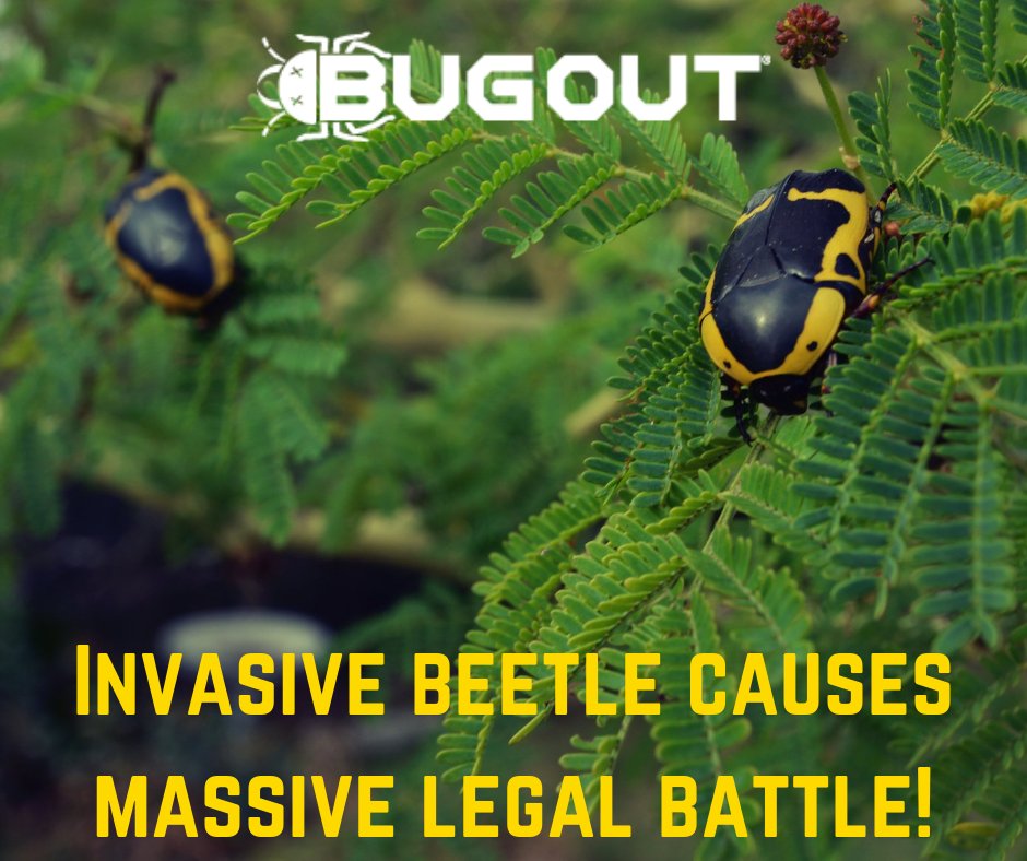 BugOut_Service's tweet image. Have you heard of the Beetle that caused an epic court battle over farm? Read more below!

Need pest control services? Visit bugoutservice.com NOW!

Article: 
wcpo.com/news/local-new…