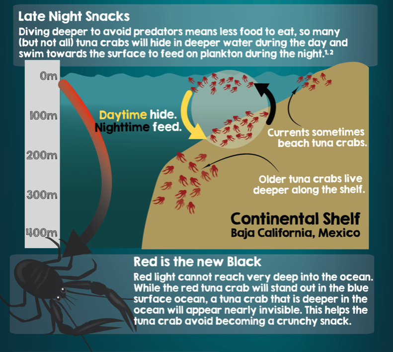 SquidtoonsComic's tweet photo. Someone recently asked "Why are tuna crabs red? Doesn't that make them easy to spot?"
Well, it's only red if you have enough light to see colors.
Read more about the #TunaCrab here: https://t.co/41dFmQKwgJ
#SciComm #SciArt https://t.co/V24rKgBqoL