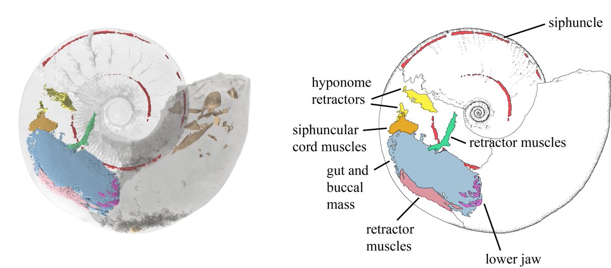 GenovevaBurca's tweet photo. @isisneutronmuon @cardiffuni @NHM_London @MIF_UoL @LivUni Advanced correlative technologies #neutronimaging and #Xrayimaging has allowed us to fully describe the soft parts of the #ammonite for the first time ever! #science 
https://t.co/ZwmTHIULht https://t.co/rlg0zpBP3t