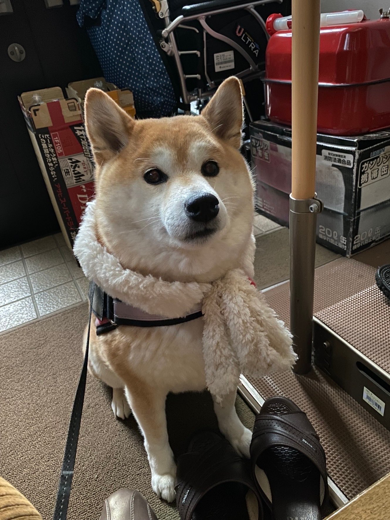 柴犬サキとたくぼん おはようございます わくわく期待している真顔です おばあちゃん家の玄関でオヤツ待ち状態なのです 柴犬 柴犬のいる暮らし 犬のいる生活 犬好きさんと繋がりたい オヤツ待ち T Co L6c3tjg1xk Twitter