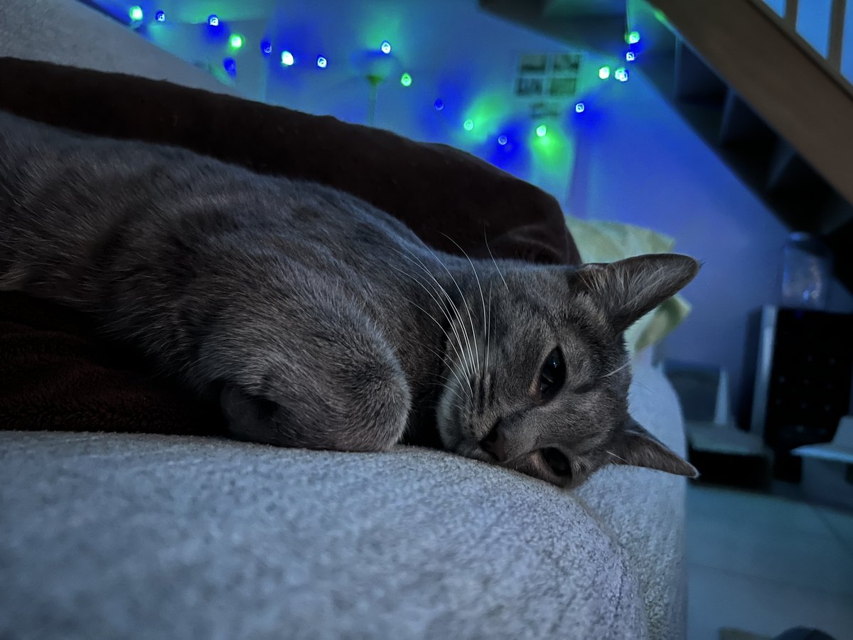 kamenDB's tweet photo. Regardez les jolies photos que j'ai faites de mon chat 🥰 https://t.co/oF2BNj3k0T