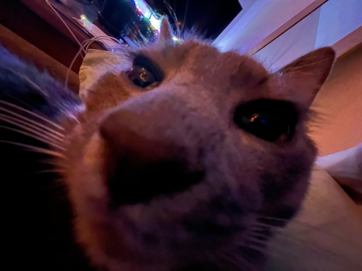 kamenDB's tweet photo. Regardez les jolies photos que j'ai faites de mon chat 🥰 https://t.co/oF2BNj3k0T