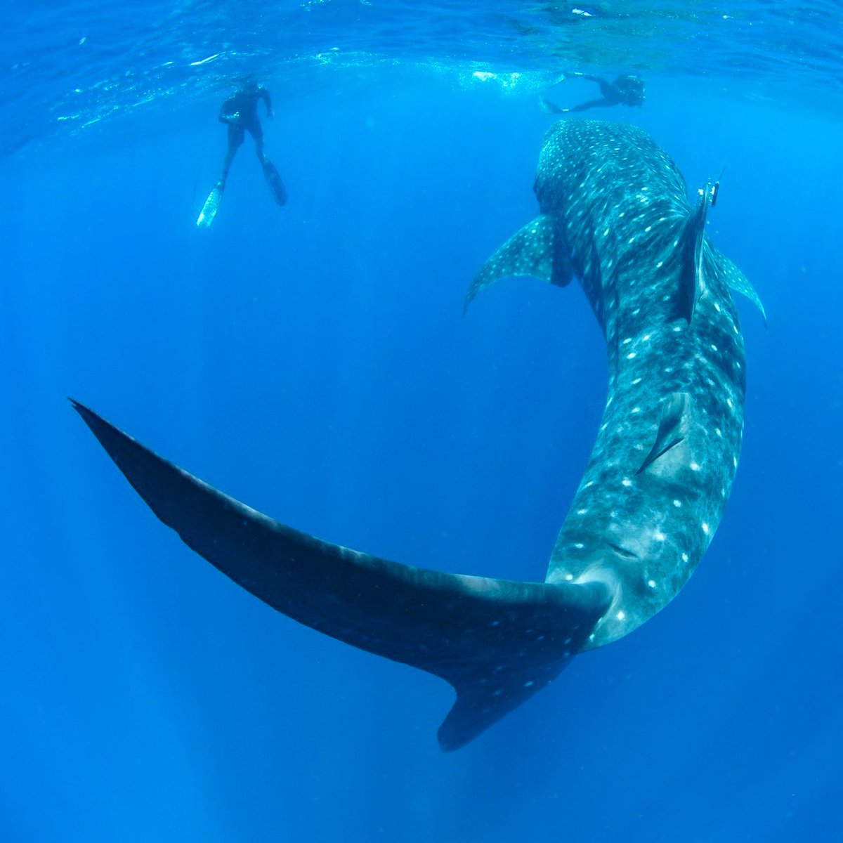 WhaleSharkRocky's tweet photo. The sub-adult whale sharks are PINGING in! Female Blancpain is zig-zagging her way towards Osprey Reef - a submerged atoll in the Coral Sea, NE of Queensland, Australia. Male Alexios pinged in today S of Donuwo, Papua New Guinea! 😎🐋🦈 https://t.co/HKHelCUmMM