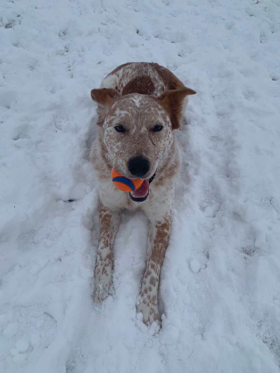 leaaaahely's tweet photo. Griffin literally has no idea how cold it is https://t.co/xk57GMMb6G