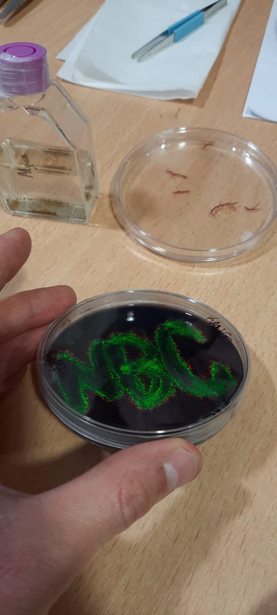 The BEEPers are really enjoying sharing their research with the public of the #NBC2022! Look at our beautiful fluorescent #anemones and iridescent #bacterial colonies! 
#MSCA #ITN #outreach