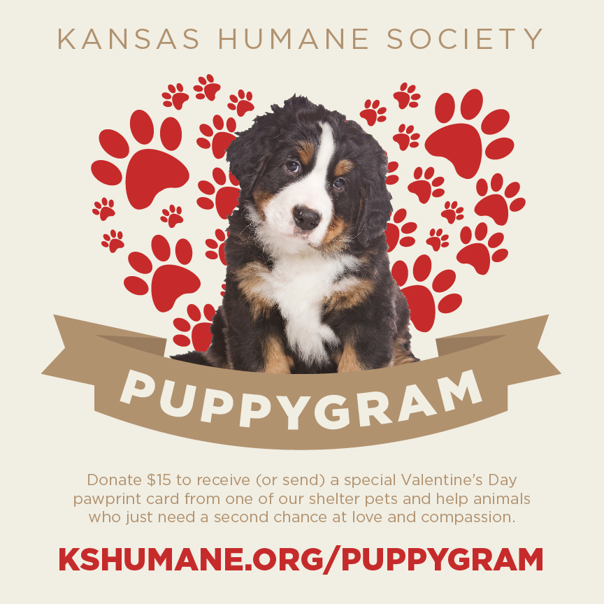 kshumanesociety's tweet photo. Have you ordered your Puppygram yet?
Our puppies are so excited to share the love! 

Deadline to order is February 3
Order: https://t.co/nBYRrd8ZAt https://t.co/VTowFQzjmU