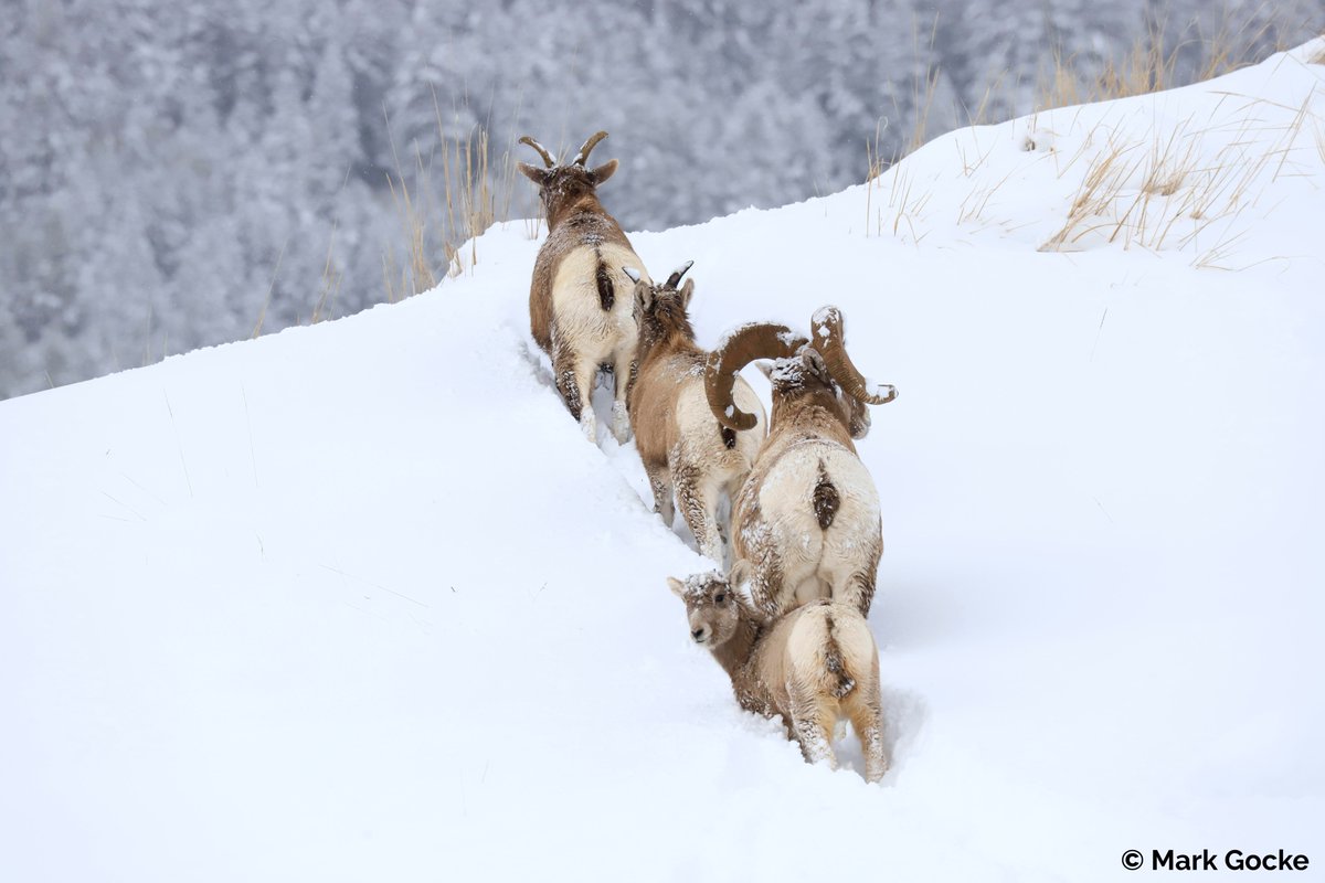 wyo_migrations's tweet photo. Growing up wild isn't easy! Weβre in awe of this young #bighornsheep trudging through belly-deep snow in the tracks of its elders. Born last summer, this lamb has about 3 more months of cold to endure before the grass turns green. #iBrakeForMigration
π·by Mark Gocke @WGFD https://t.co/hmxuvgDPXn
