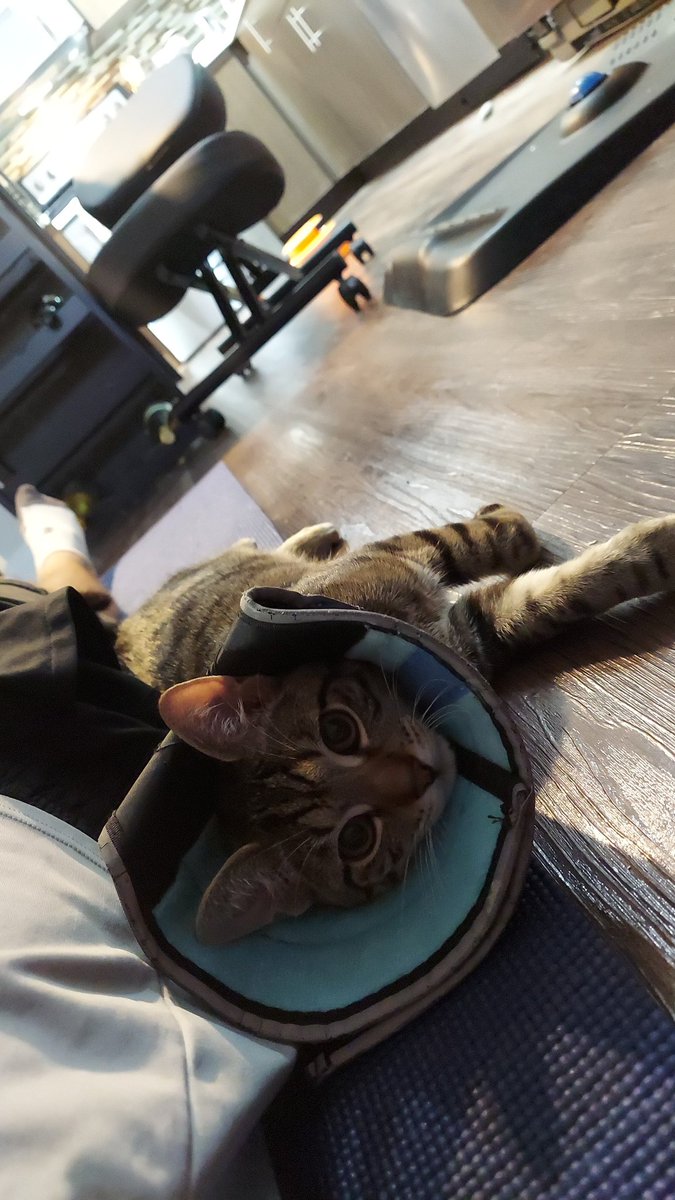 Mayerinator's tweet photo. @MaryMala09 Cone of shame! Although, my cat is wearing it since he just got neutered https://t.co/AdBtM7X78g