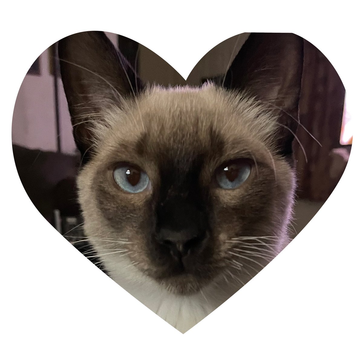 ecarriz624's tweet photo. Sammy #CatsOfTwitter https://t.co/uPLAT9yBJO