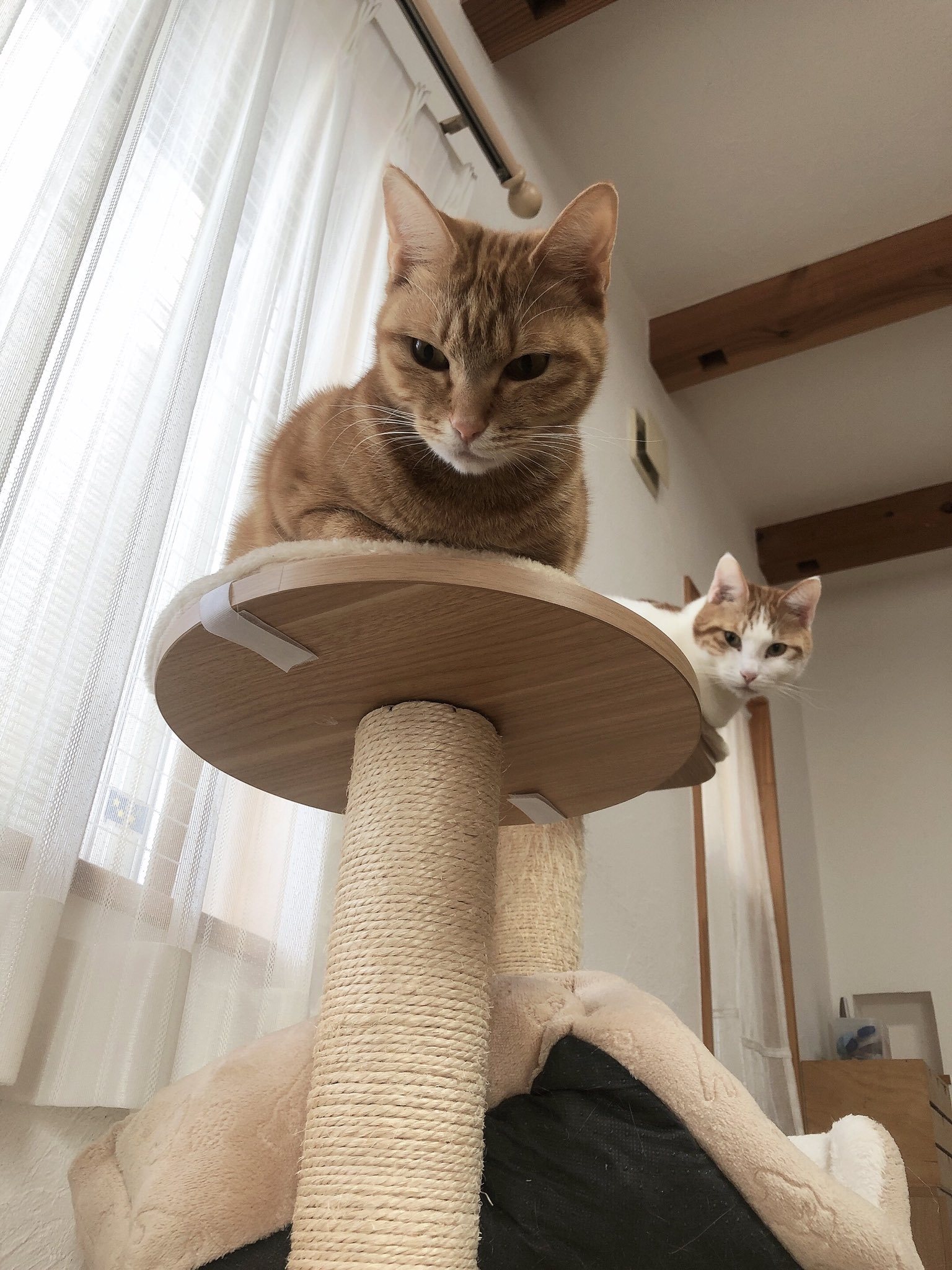 تويتر むぎなつ على تويتر 猫トイレ掃除中にキャットタワーから見下ろされると下僕感ハンパない T Co Zkcbacawiy