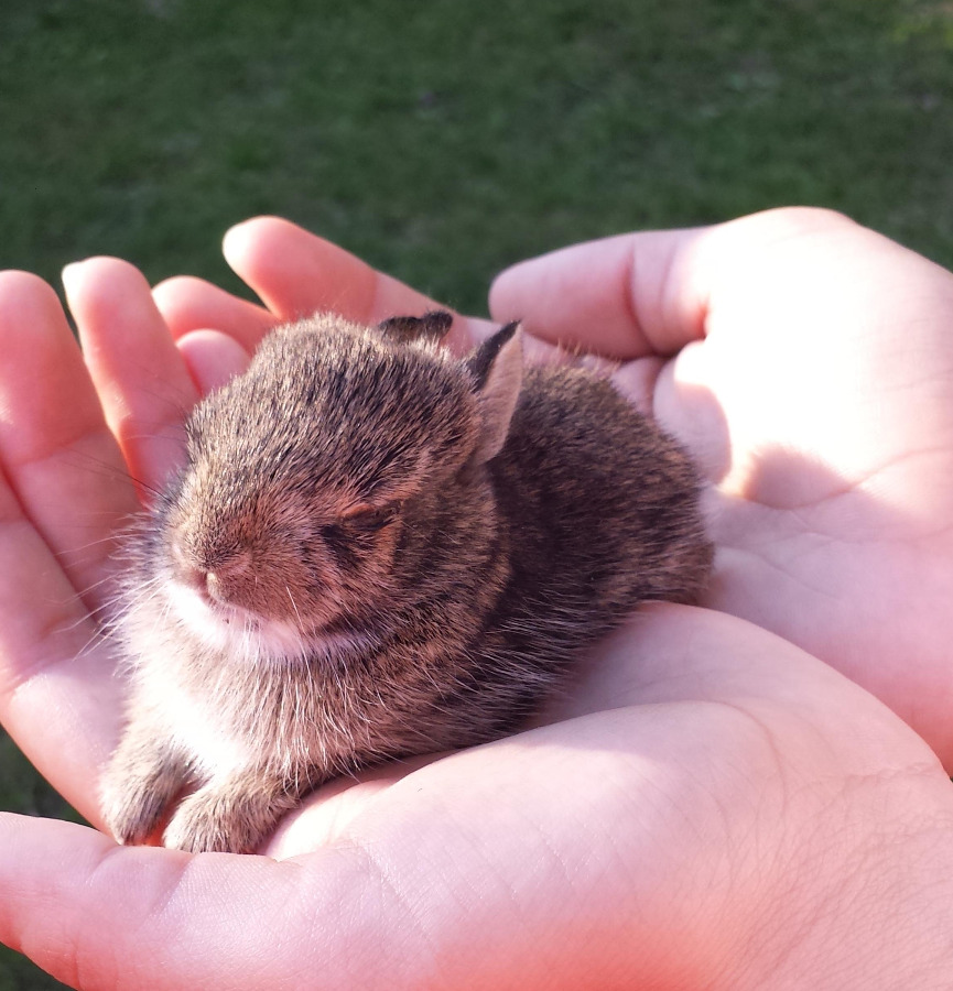 Bunnies (@rabbiteveryhour) on Twitter photo 