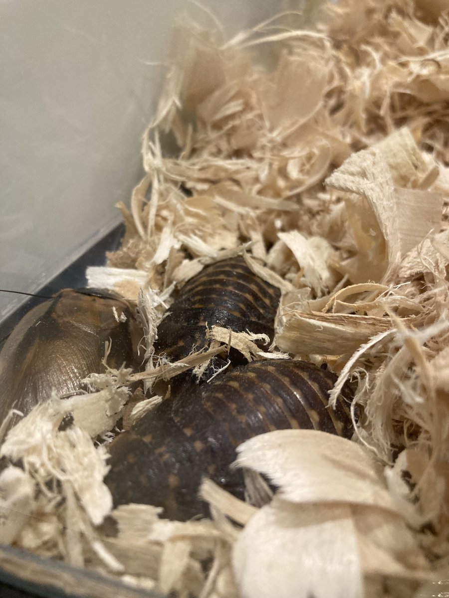 TheRoachLab's tweet photo. Group huddle before these cockroaches take the stage for Livsey Elementary's Virtual Science Night! 🔭🧪🧫

#STEMeducation #sciencenight #RoachLab #kidscientist https://t.co/iHJy9q5zQd