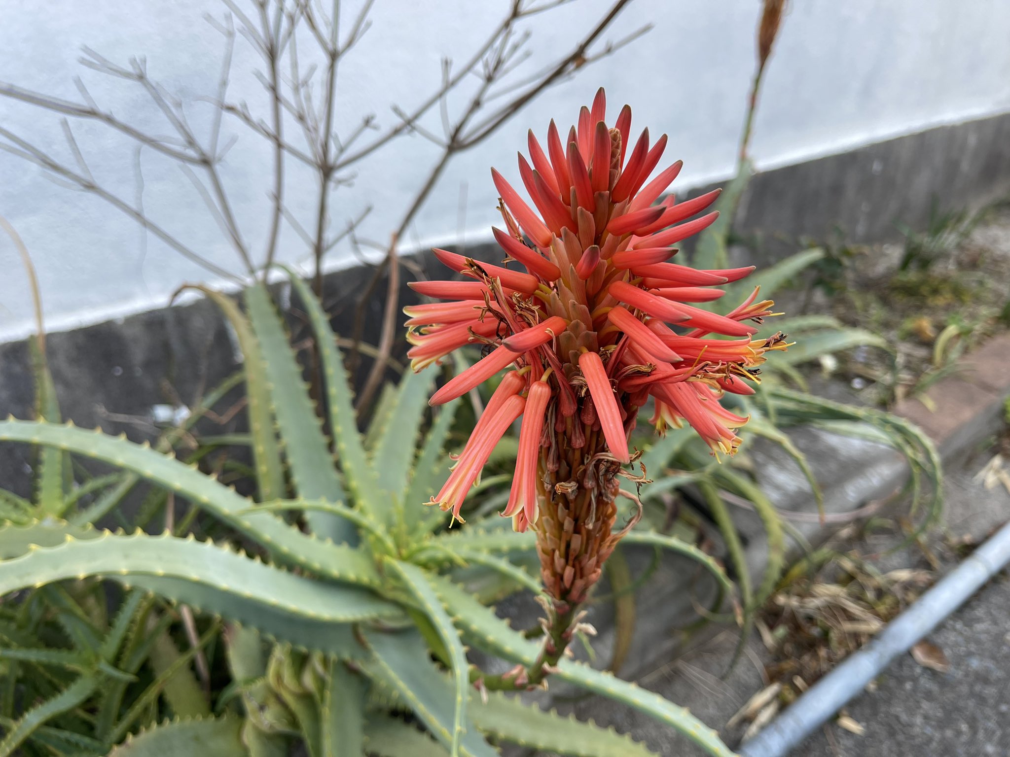 神津島民宿きくのや 東京の離島 アロエの花 1か月以上前から咲いてたらしいです 今日気づきました 花壇は今年もテッポウユリが芽を出してきました 花は昨年の写真です T Co Ngwdbvrs Twitter