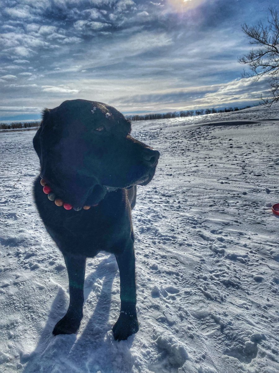 PADSk9Merlot's tweet photo. My happy place.Over the last couple of weeks I’ve taken on a lot of emotion at https://t.co/8Gk1atd3VK’s important that I take these breaks, so I can shake it off and be ready for the next person who needs me. #pawsofstrength #facilitydog #courthousedog #workingdog #dogs https://t.co/uayPyhjtxS
