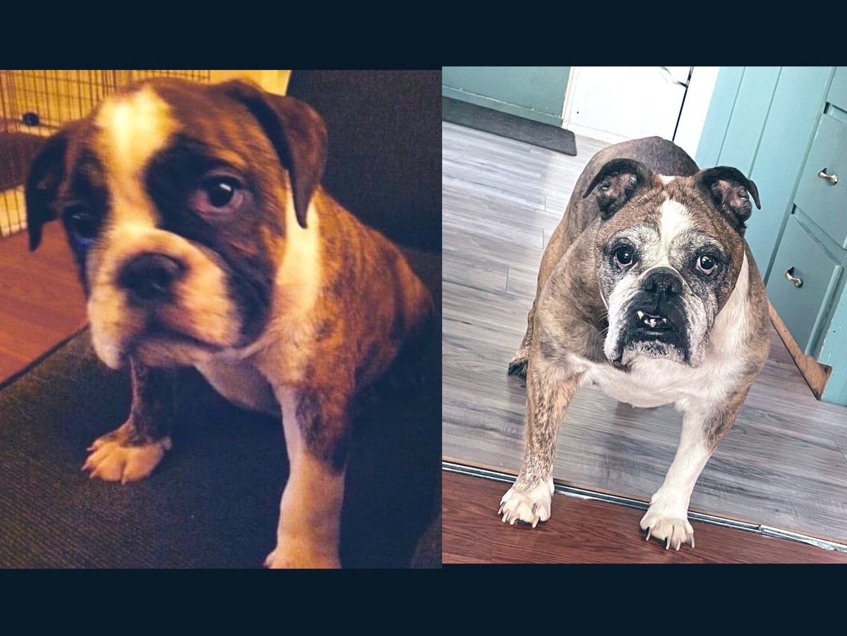 TobyBully's tweet image. 2011 🤝 2022
11 years ago the people brought me home in -30 weather and I rewarded them by pooping in the car. They tell me I have better manners now 😌