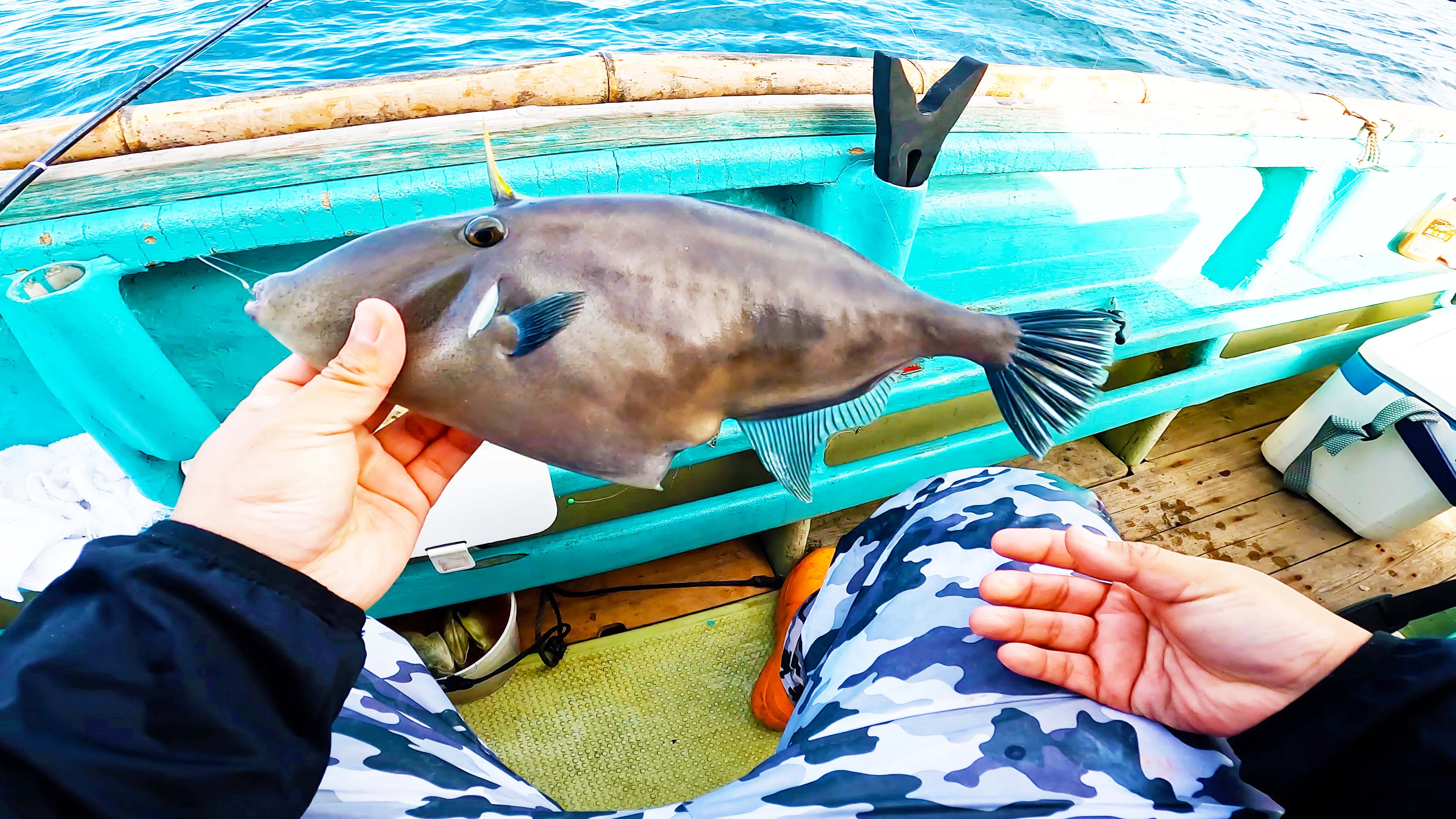ふっつのひと 釣り人 本カワハギ釣りでたまに釣れるウマズラハギ 人によっては本命かな カワハギ釣り ウマヅラハギ 釣り Fishing 東京湾 富津 乗合船 ふっつのひと T Co 2shemfnrxw Twitter